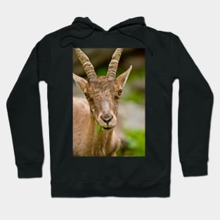 Ibex Hoodie